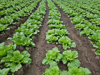 백용기님의 가을 농사계획 알려주세요🍁 · 참여글 작성글 사진