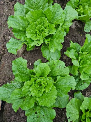 백용기님의 가을 농사계획 알려주세요🍁 · 참여글 작성글 사진