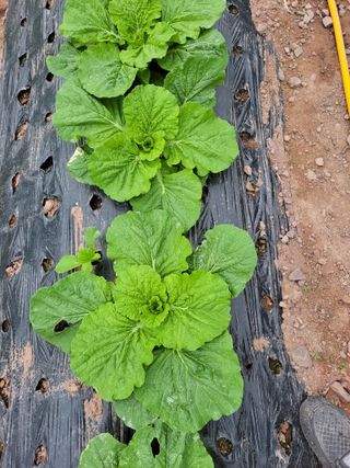 정자형님의 배추 · 품종•종자 작성글 사진