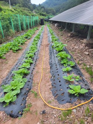정자형님의 배추 · 품종•종자 작성글 사진
