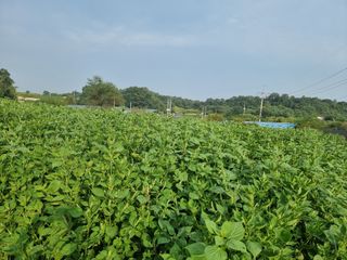 권병성님의 들깨 · 자유게시판 작성글 사진