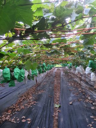 정다원 님의 포도 · 자유게시판 작성글 사진