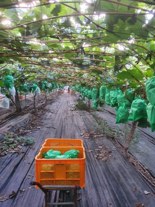 정다원 님의 포도 · 자유게시판 작성글 사진