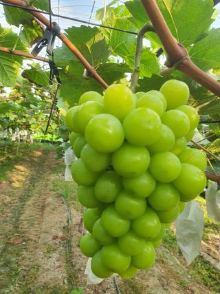 정다원 님의 포도 · 자유게시판 작성글 사진