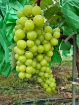 팜모닝 포도·자유게시판 게시글 이미지