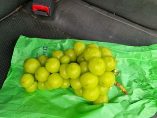 민원기님의 포도 · 자유게시판 작성글 사진