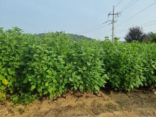 권병성님의 가을 농사계획 알려주세요🍁 · 참여글 작성글 사진