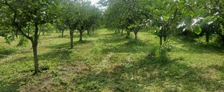 복주농장님의 감 · 자유게시판 작성글 사진