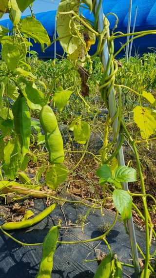 김정국님의 가을 농사계획 알려주세요🍁 · 참여글 작성글 사진