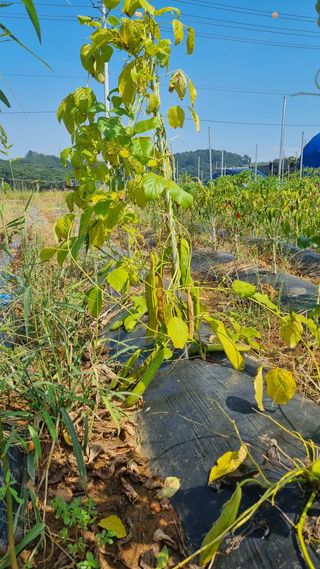 김정국님의 가을 농사계획 알려주세요🍁 · 참여글 작성글 사진
