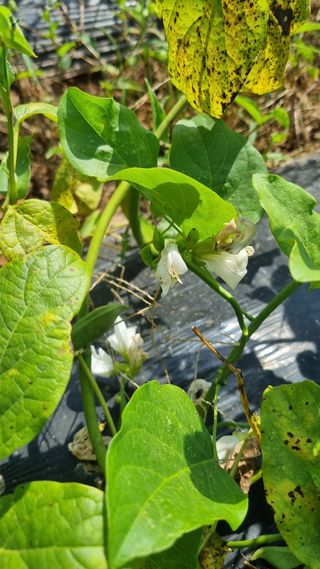 김정국님의 가을 농사계획 알려주세요🍁 · 참여글 작성글 사진