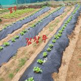 팜모닝 배추·영농일지 게시글 이미지