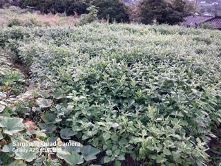 산골마님님의 들깨 · 자유게시판 작성글 사진