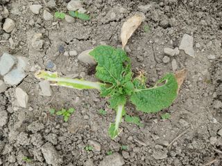 이상애초보농업님의 기타작물 · 병해충상담 작성글 사진