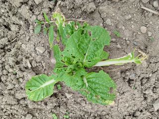 이상애초보농업님의 기타작물 · 병해충상담 작성글 사진