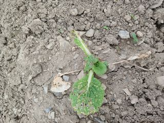 이상애초보농업님의 기타작물 · 병해충상담 작성글 사진