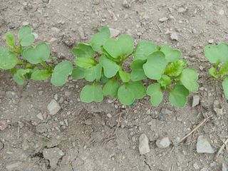 이상애초보농업님의 기타작물 · 병해충상담 작성글 사진