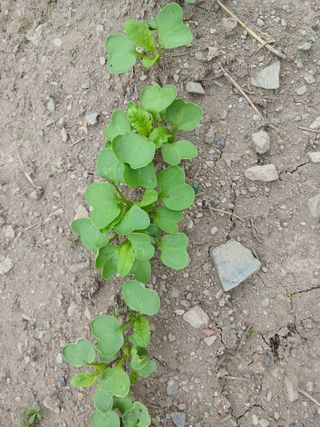 이상애초보농업님의 기타작물 · 병해충상담 작성글 사진