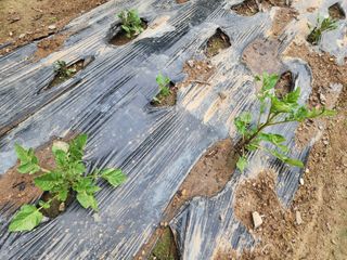 조용오님의 기타작물 · 자유게시판 작성글 사진