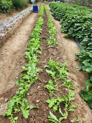 조용오님의 기타작물 · 자유게시판 작성글 사진