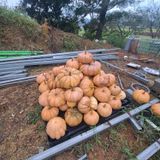 팜모닝 호박·자유게시판 게시글 이미지