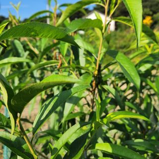 헤라여신^^♡님의 복숭아 · 병해충상담 작성글 사진