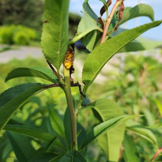 헤라여신^^♡님의 복숭아 · 병해충상담 작성글 사진