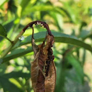 헤라여신^^♡님의 복숭아 · 병해충상담 작성글 사진