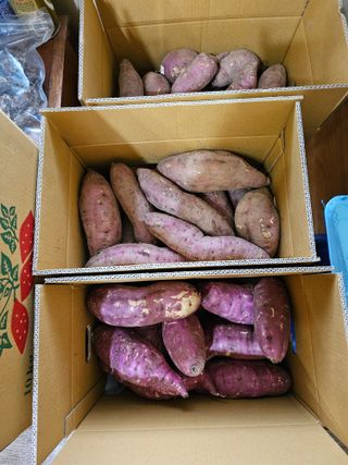 조순귀창원성산구사파님의 고구마 · 자유게시판 작성글 사진