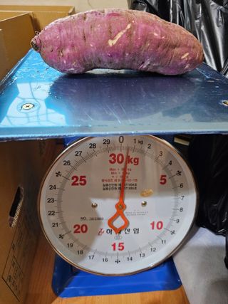 조순귀창원성산구사파님의 고구마 · 자유게시판 작성글 사진