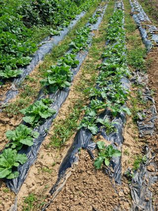 최재만님의 가을 농사계획 알려주세요🍁 · 참여글 작성글 사진