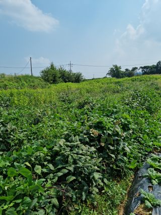 최재만님의 가을 농사계획 알려주세요🍁 · 참여글 작성글 사진