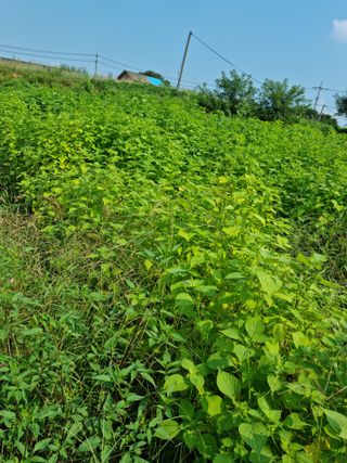 최재만님의 가을 농사계획 알려주세요🍁 · 참여글 작성글 사진