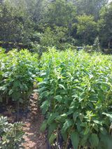 팜모닝 벼·자유게시판 게시글 이미지