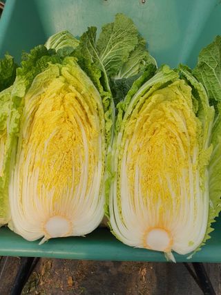 안비님의 자유주제 · 자유게시판 작성글 사진