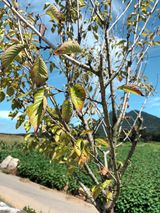 팜모닝 팜모닝 병해충 연구회·병해충상담 게시글 이미지