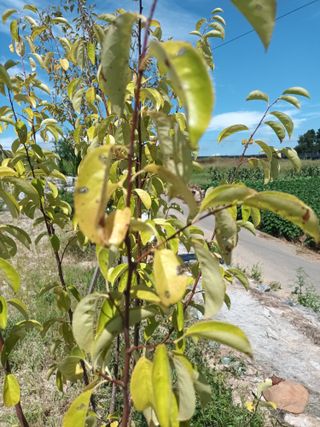 청풍맨님의 팜모닝 병해충 연구회 · 병해충상담 작성글 사진