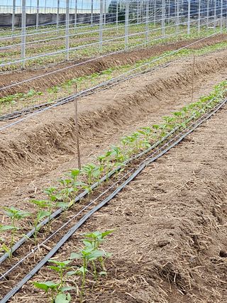 신재용님의 고추 · 영농일지 작성글 사진