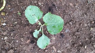 김한일(유랑자)님의 양배추 · 병해충상담 작성글 사진