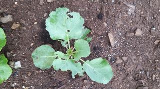 김한일(유랑자)님의 양배추 · 병해충상담 작성글 사진