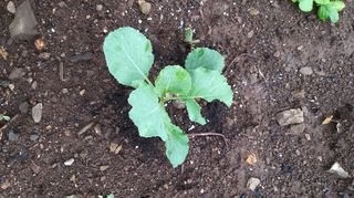 김한일(유랑자)님의 양배추 · 병해충상담 작성글 사진