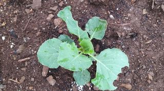 김한일(유랑자)님의 양배추 · 병해충상담 작성글 사진