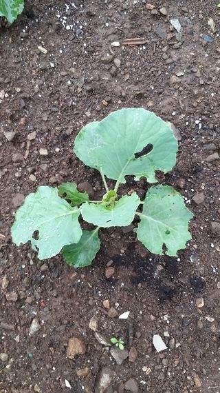 김한일(유랑자)님의 양배추 · 병해충상담 작성글 사진