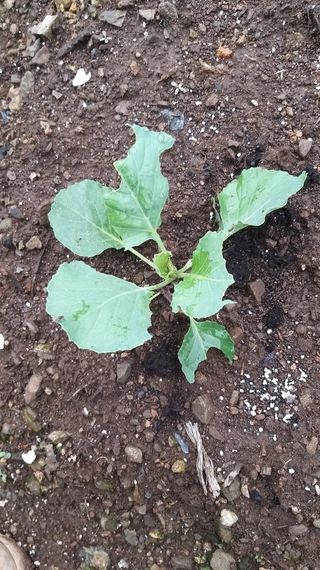 김한일(유랑자)님의 양배추 · 병해충상담 작성글 사진