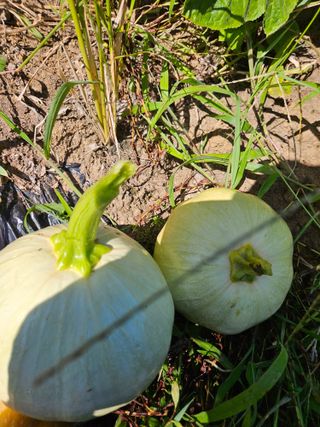 김영식님의 가을 농사계획 알려주세요🍁 · 참여글 작성글 사진