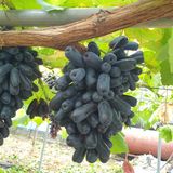 팜모닝 옥수수·자유게시판 게시글 이미지