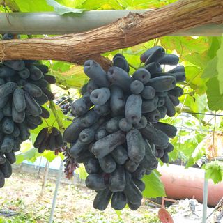 하이요님의 옥수수 · 자유게시판 작성글 사진