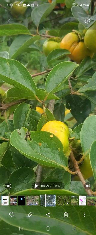 복주농장님의 장터이야기 · 자유게시판 작성글 사진