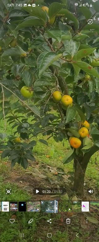 복주농장님의 장터이야기 · 자유게시판 작성글 사진