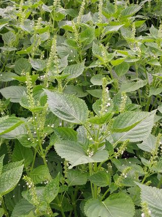 류남열님의 들깨 · 자유게시판 작성글 사진